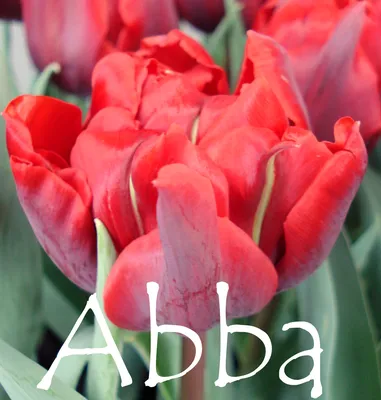 Abba' Double Early Tulip, Tidig fylld tulpan (Tulipa gesneriana Stock Photo  - Alamy