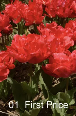Tulipa 'Abba' mutant... stock photo by Visions, Image: 0348323