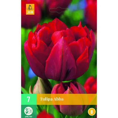 Photo Tulip Abba - plant 2 | Garden-en.com