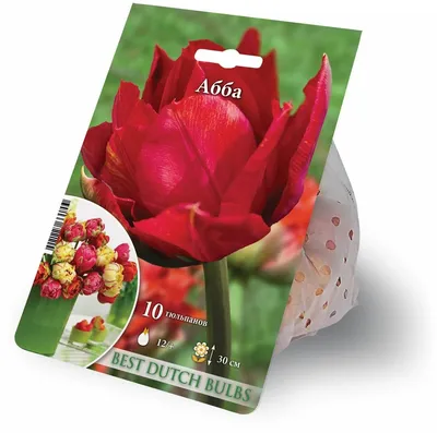 Abba' Double Early Tulip, Tidig fylld tulpan (Tulipa gesneriana Stock Photo  - Alamy