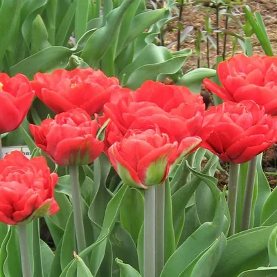 Tulip Abba | Bluestone Perennials