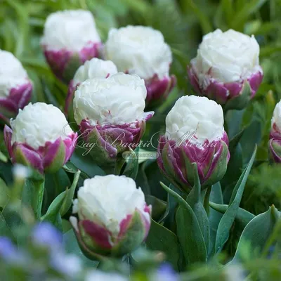 Тюльпан Айс Крим (Tulipa Ice Cream) - Тюльпаны Махровые - Тюльпаны -  Луковичные - Каталог - Kamelia-gardens.ru