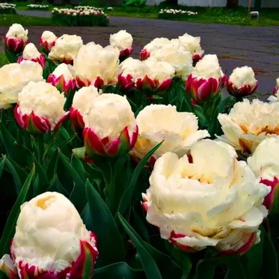 Тюльпан махровый поздний Айс Крим 3 шт купить недорого в интернет-магазине  товаров для сада Бауцентр