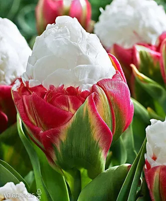Восхитительно выглядят - тюльпаны сорта айс крим | Моя дача | ВКонтакте