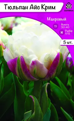 Мой любимй сорт тюльпанов Айс Крим | Луковичные цветы, Семена цветов,  Дневные лилии