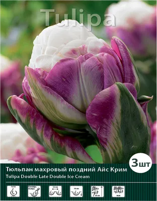 Тюльпан бахромчатый Brest - «Очень красивый сорт» | отзывы