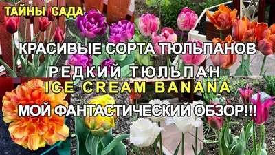 Тюльпан Айс Крим 1 уп. (3шт.) фракция 11/12