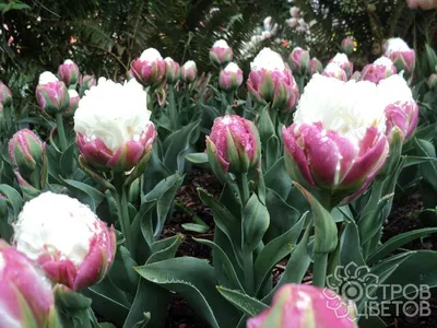 Тюльпаны в моём саду. Редкий тюльпан АЙС КРИМ БАНАНА. Обзор, сорта и  названия тюльпанов 2021 года. - YouTube