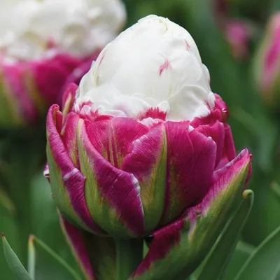 Купить луковицы тюльпанов Ice Cream почтой, низкие цены в интернет-магазине  «Остров цветов»