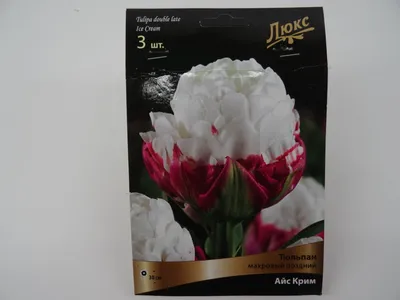 Тюльпан Айс Крим (Ice Cream) цветы крыма 176504863 купить в  интернет-магазине Wildberries