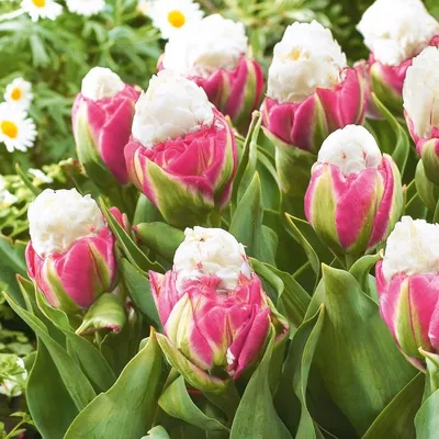 Тюльпан сорта «Айс Крим»: особенности выращивания | Сад, дом, огород | Дзен