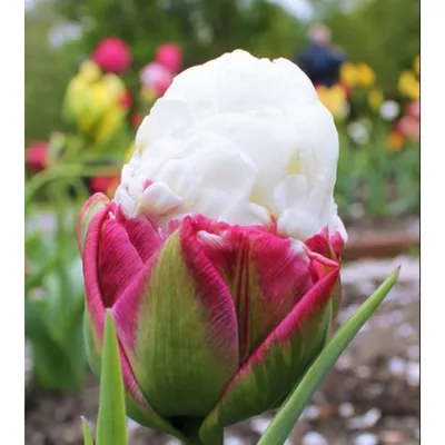 Тюльпан - \"Пломбир\" | Тюльпан сорта \"Айс Крим\" — одна из самых удивительных  и красивых разновидностей этих цветов. Мороженым его прозвали по понятным  причинам: очень уж он, с... | By Flower Power.