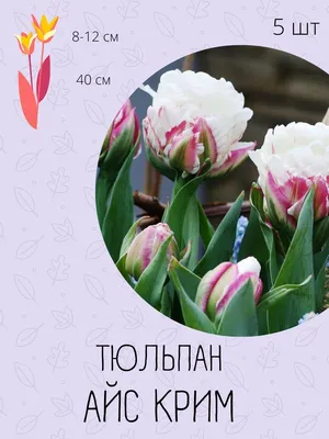 Тюльпан айс Крим - 71 фото