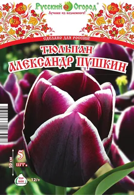 Тюльпан Александр Пушкин 5шт 12/+ - купить по выгодным ценам в Москве и с  доставкой по России