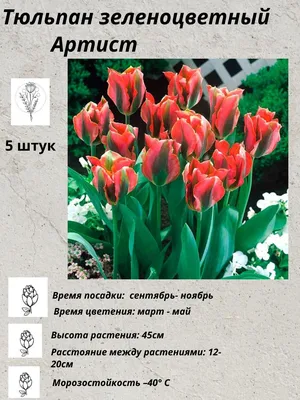 Луковичные цветы Тюльпан Александр Пушкин 3шт Ваше хозяйство 177218895  купить в интернет-магазине Wildberries