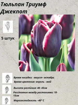 Тюльпан (Tulipa) - «Люблю интересные» | отзывы