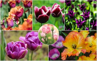Тюльпаны: выбираем и сравниваем сорта
