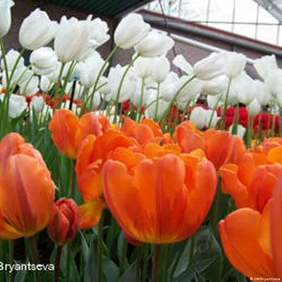 15 очаровательных сортов тюльпанов, которые стоит посадить этой осенью | В  цветнике (Огород.ru)