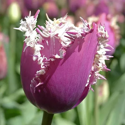 Всё тюльпанах :: Flower Bazar