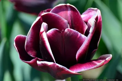 Тюльпан бахромчатый Блэк Джевел 5 шт. – купить луковицы цветов в питомнике  \"КСП\" с доставкой по России
