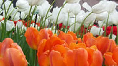 Тюльпаны Никитского сада. Фотоопределитель