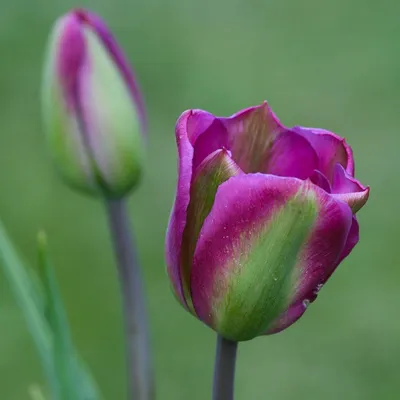 Купить фиолетовые тюльпаны по выгодной цене в Москве