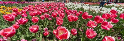 Купить луковицы Тюльпан Александр Пушкин от Holland Bulb Market, 266