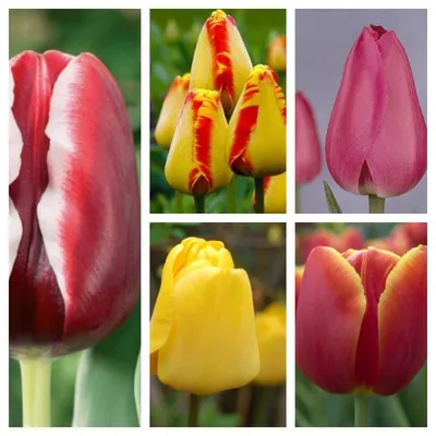 Тюльпаны с названиями от Игоря Самусенко | Никитский ботанический сад
