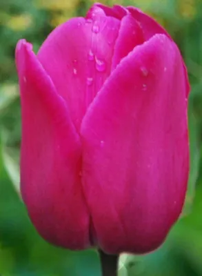 Дождем весенним освежен тюльпан...