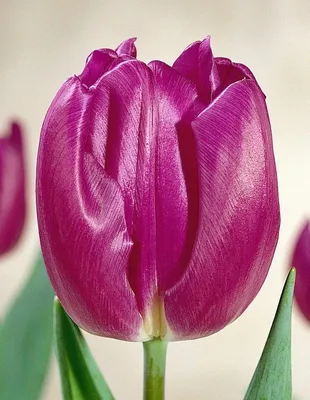 Когда красота спасает мир… Никитский ботанический сад объявил генерала  Парада тюльпанов-2022