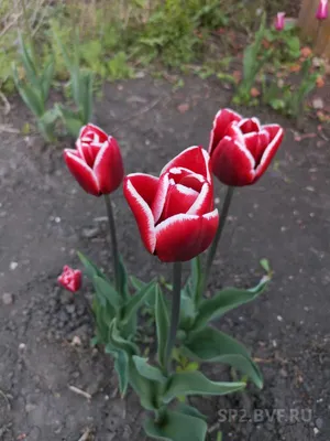 Купить Тюльпаны Фиолетовые в Чите за 100 руб. | Быстрая доставка цветов