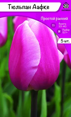 Луковицы Тюльпан купить по выгодной цене в интернет-магазине OZON  (1268057654)