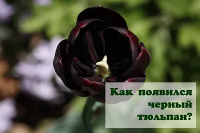 Купить фиолетовые тюльпаны по выгодной цене в Беларуси