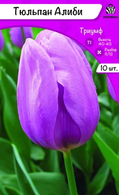 Тюльпан Алиби 10шт 11/12 - купить по выгодным ценам в Москве и с доставкой  по России