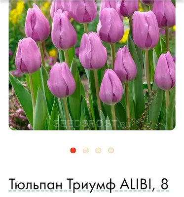 Характеристики модели Тюльпан Алиби (Alibi) Триумф луковицы 5 шт —  Луковичные растения — Яндекс Маркет