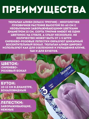 Весняні цибулинні рослини (крокуси, тюльпани, нарциси) - Страница 144 -  форум-виноград