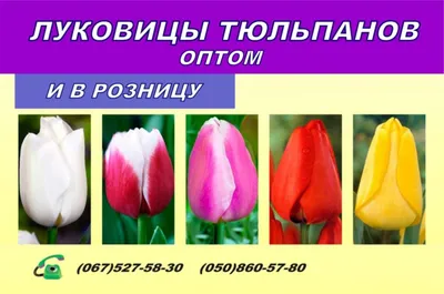 Осенняя посадка тюльпанов - biudmarket.ru