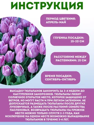 Розовый цветок алиби типа «тюльпановой». Стоковое Фото - изображение  насчитывающей тюльпаны, цветки: 173260836