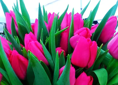 Today's bloom is Triumph Tulip 'Alibi' (Tulipa )