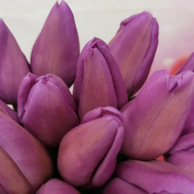 Тюльпаны Триумф ALIBI и тюльпаны Дарвина Mystic van Eijk | Влюбляю в  розы🩷💜🧡 | Дзен