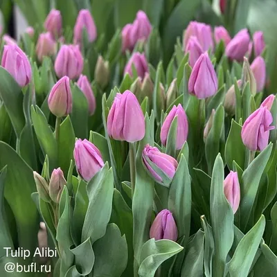 Tulip Alibi | Тюльпаны, Цветы, Весна