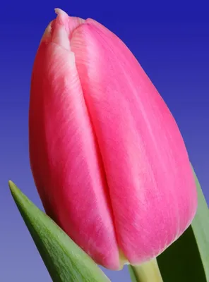 Тюльпан Аce Pink (Айс Пинк) — Южный сад