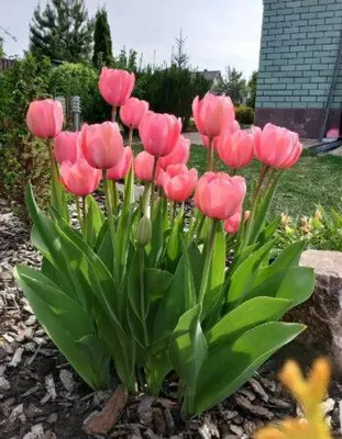 Луковицы сиреневых тюльпанов - в наличии красивоцветущие сорта