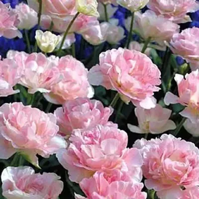 Тюльпан махровый Анжелика 5 шт купить недорого в интернет-магазине товаров  для сада Бауцентр