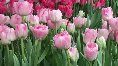 Тюльпан Анжелика купить недорого в интернет-магазине товаров для сада  Бауцентр