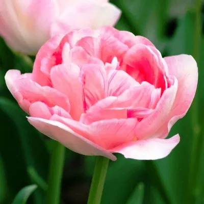 Тюльпан Анжелика (Tulipa Angelique)