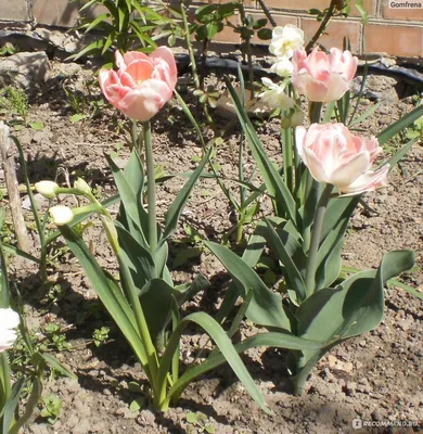 Тюльпан махровый Анжелика (Angelique ) — Рассада цветов и овощей.