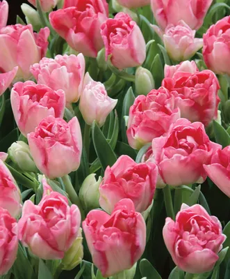 Луковицы тюльпанов (Анжелика) купить в Украине | Веснодар