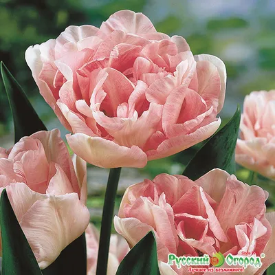 Пионовидный тюльпан\"Angelique\" - «Нежность и очарование» | отзывы