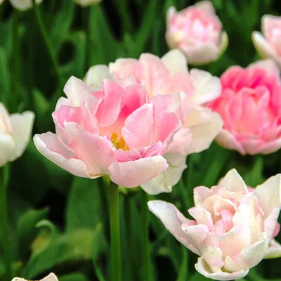 Тюльпан Анжелика (Tulip Аngelique) 500 шт размер 12+